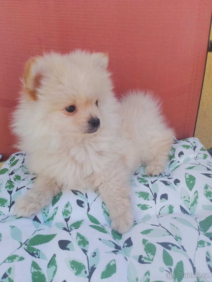 Pomeranian špic