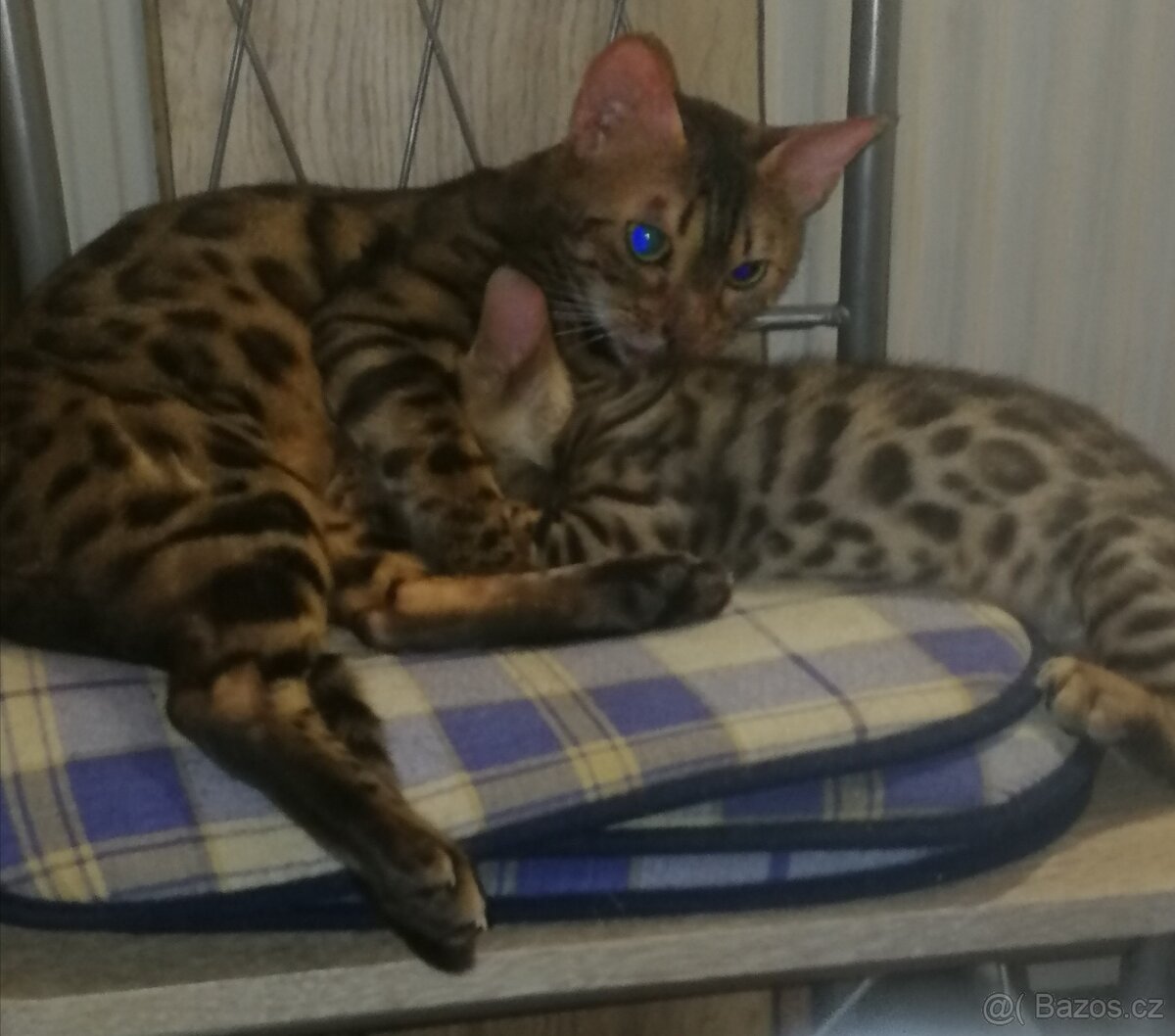 Bengalská kočka