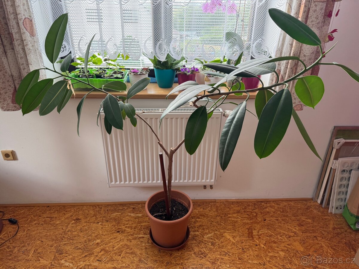 Fikus robusta