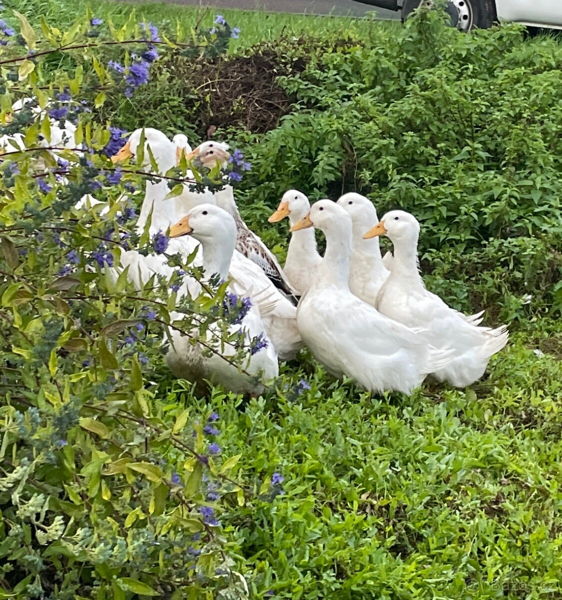 Kachny pekingské vykrmené