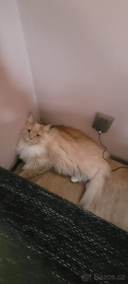 Nabizim na prodej Mainskeho kocoura