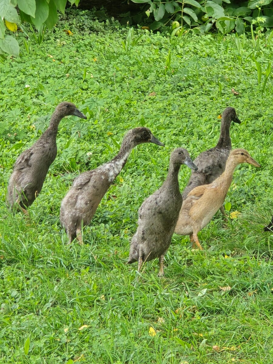 Indický běžec 80kč/kus