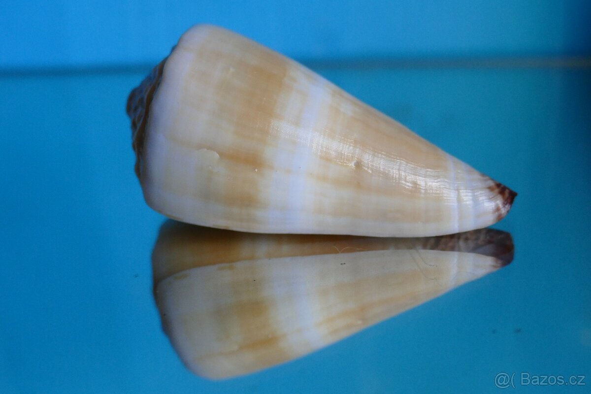 Conus distans