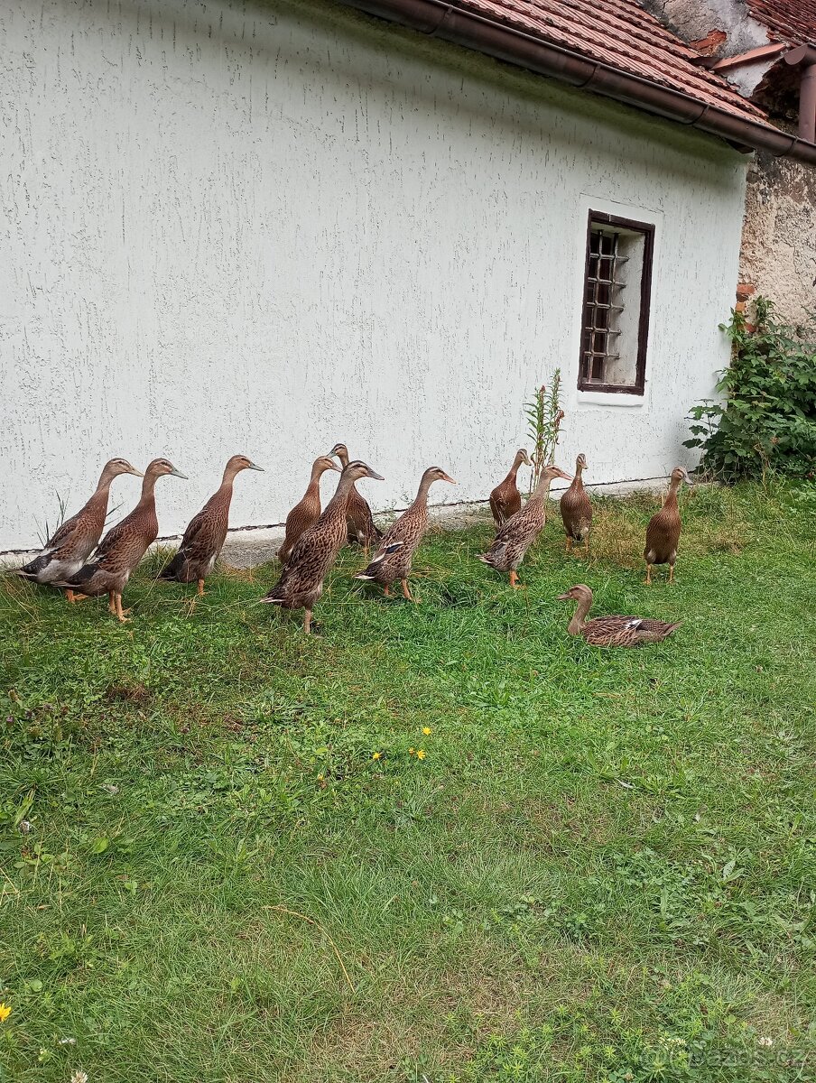 Indický běžec