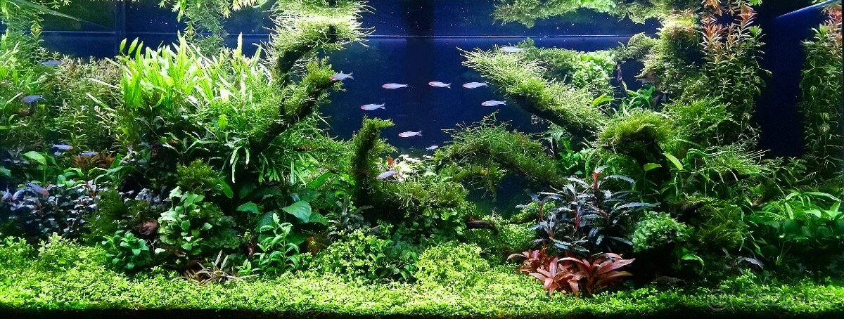 Realizace, revitalizace a údržba sladkovodních akvárií