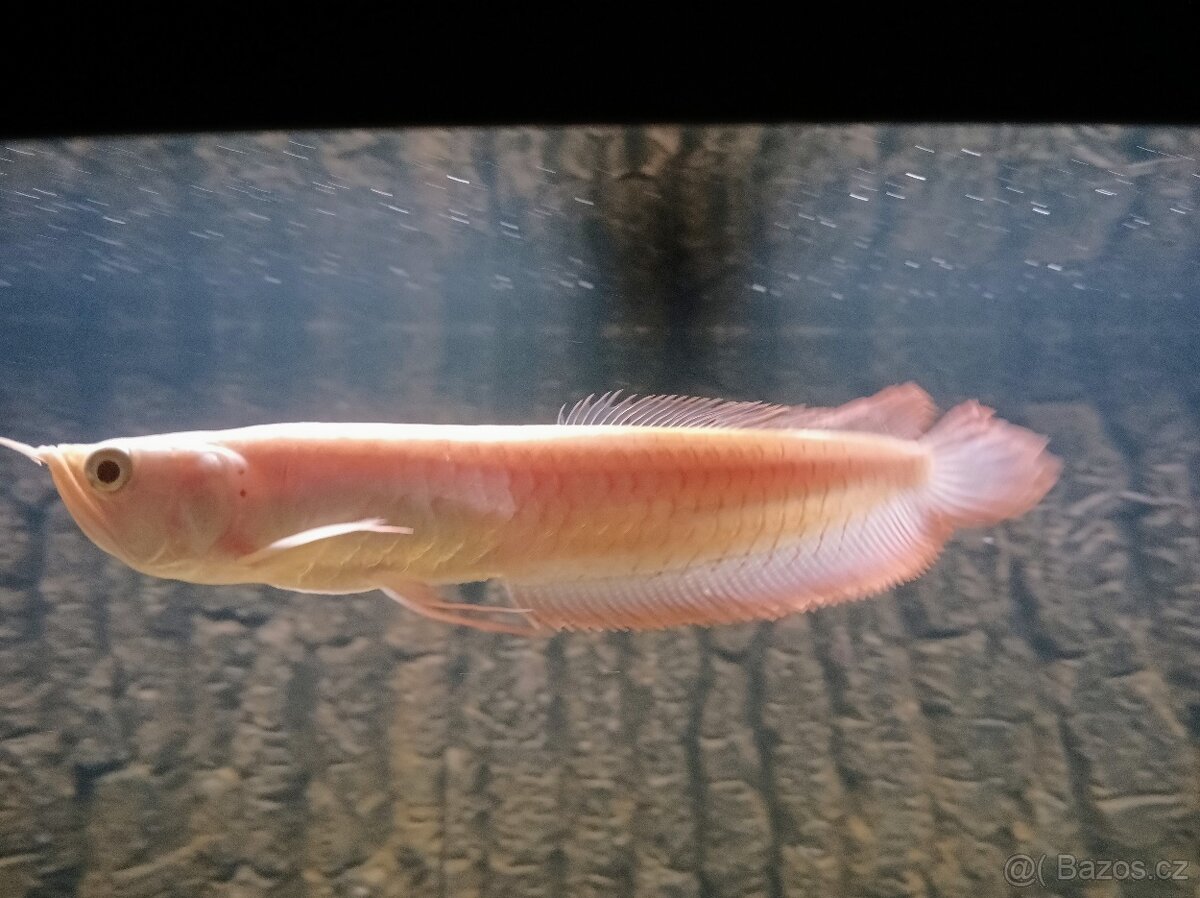 Arowana albino 30cm+včetně akvária juwel