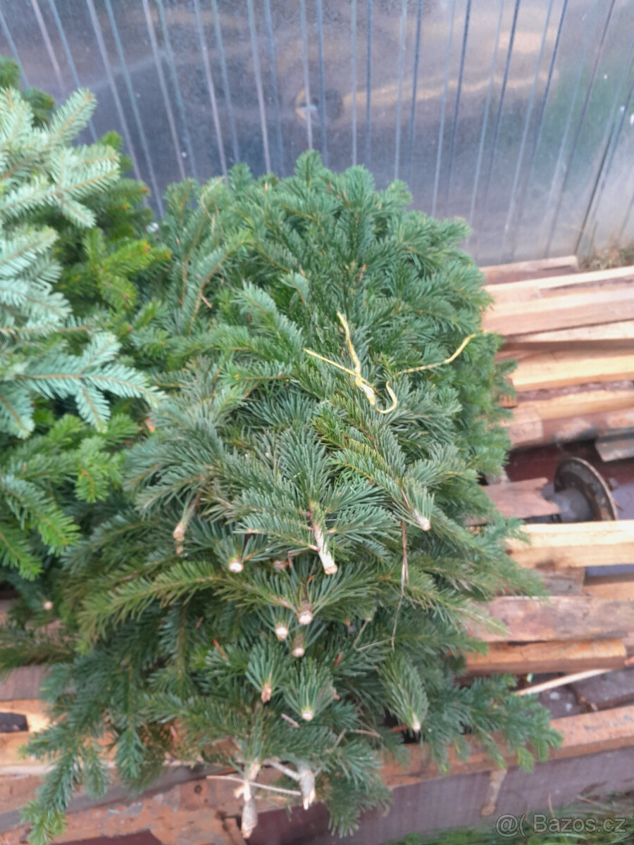 Chvojí jedle kavkazká