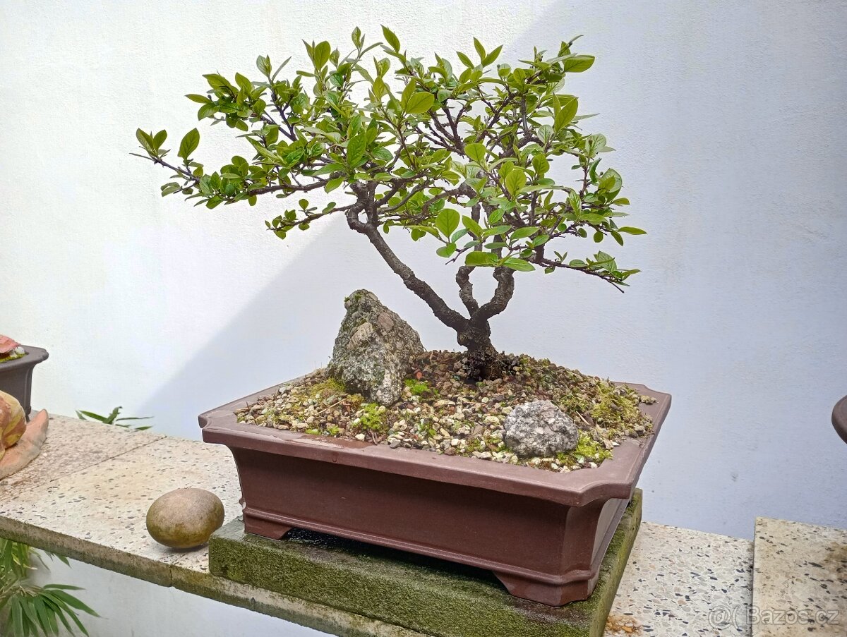 Skalník celokrajný bonsai