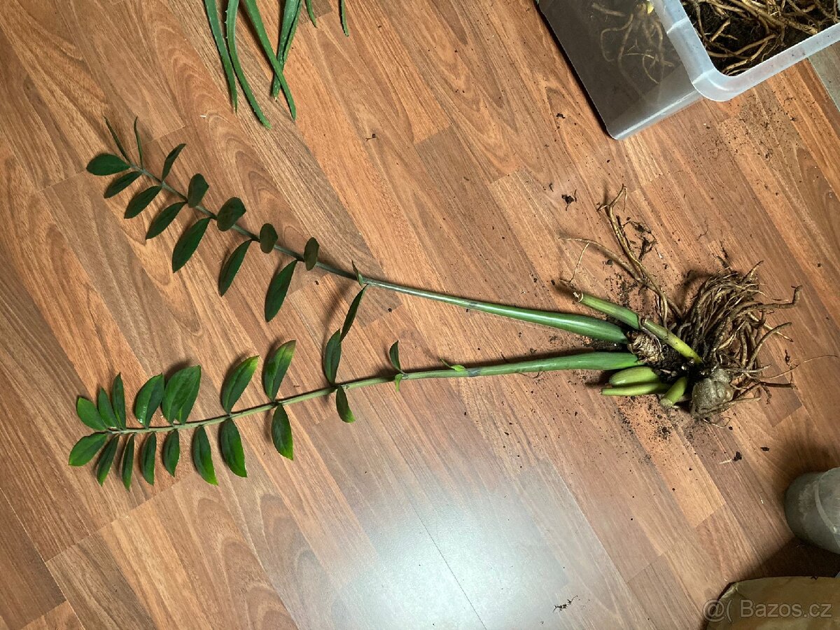 Zamioculcas zamiifolia
