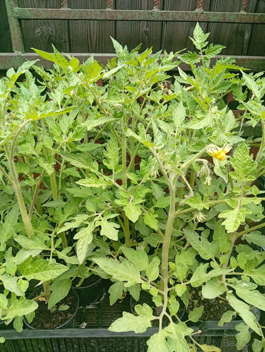 Sadba:Paprika žlutá,Divoká rajčata,Žlutá a červená rajčata