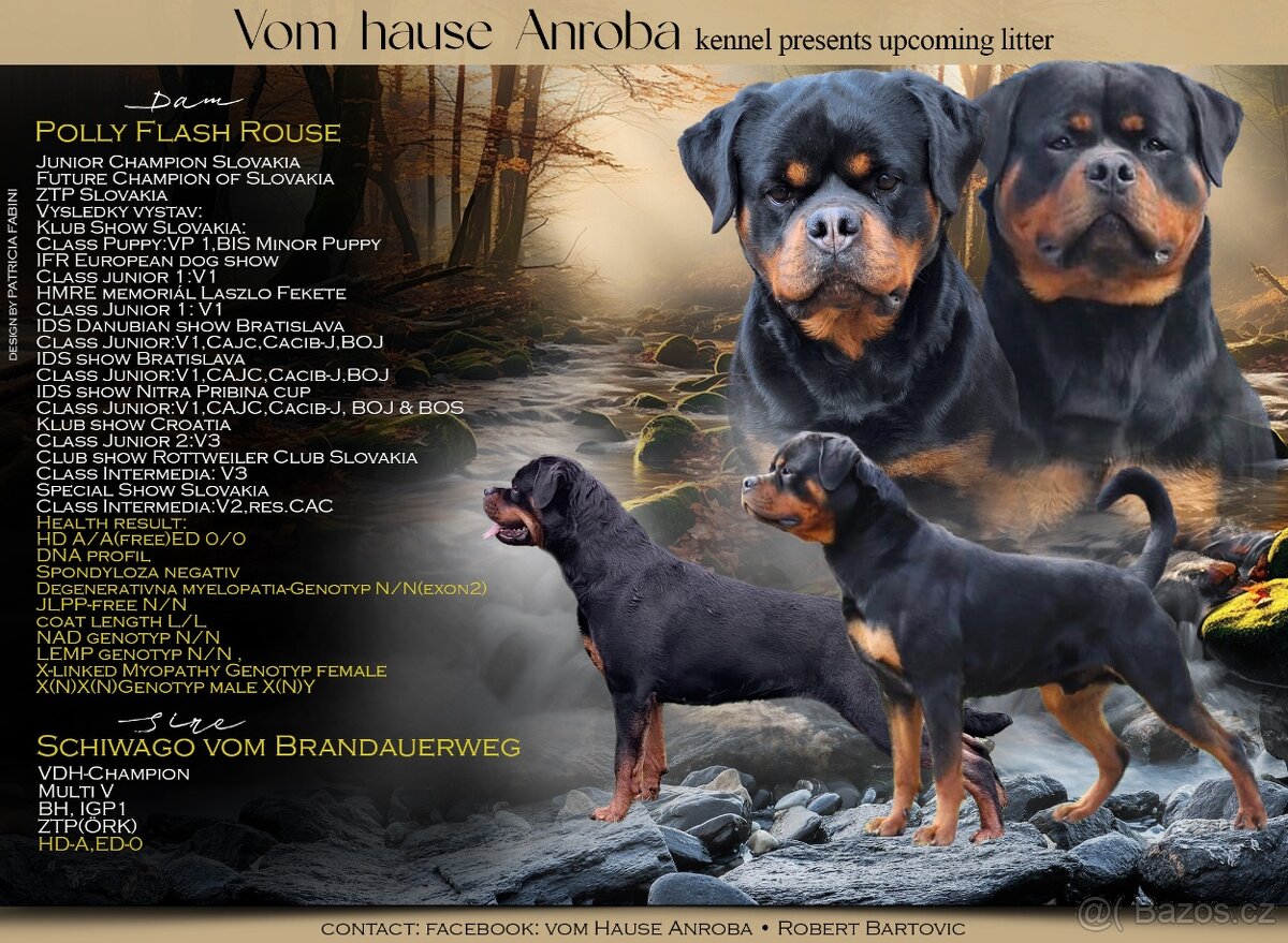 Predam steniatka rotvajlera,rottweilera,rotty,rtw.