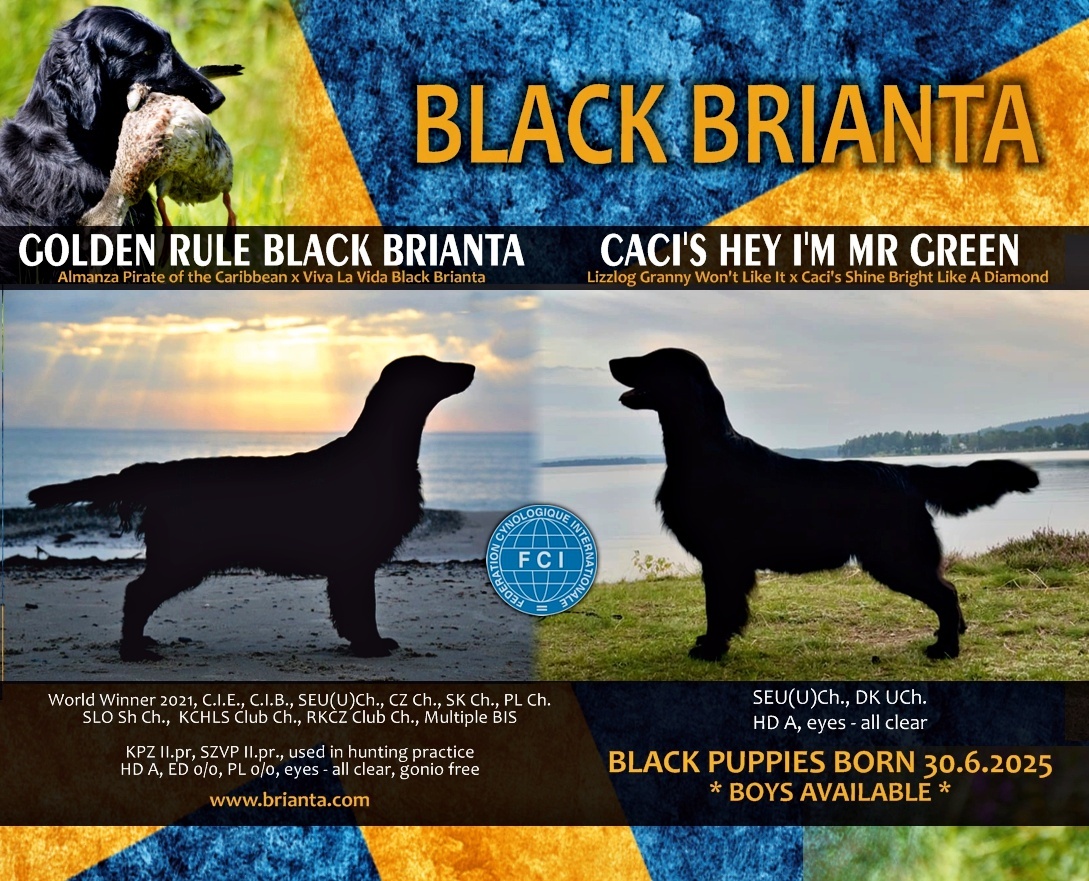 Flat Coated Retriever - pejsci s průkazem původu