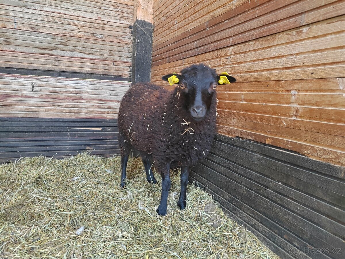 Ouessantské jehničky a loňská bahnička