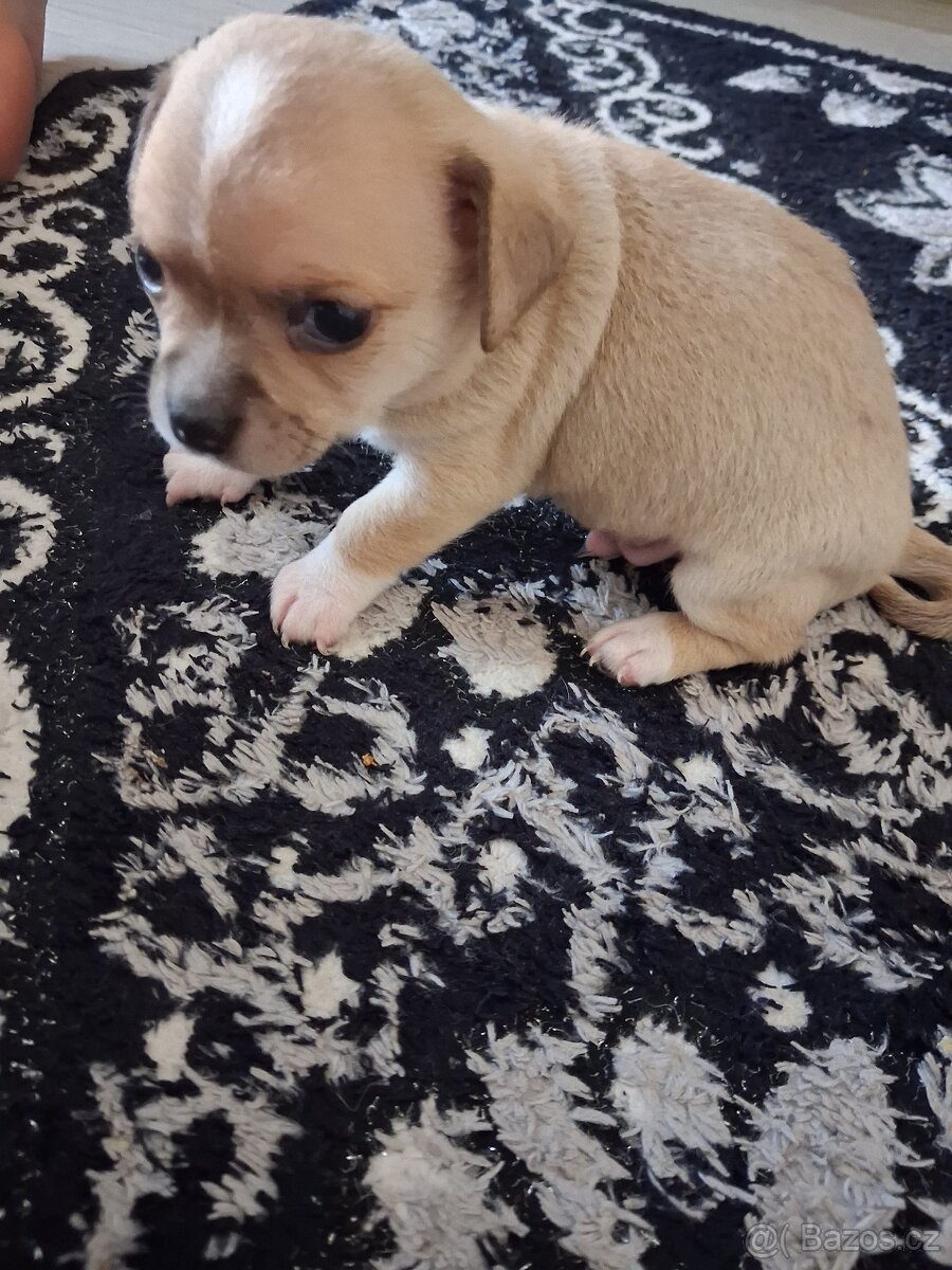 Čivava krátkosrstá mini  štěňatka