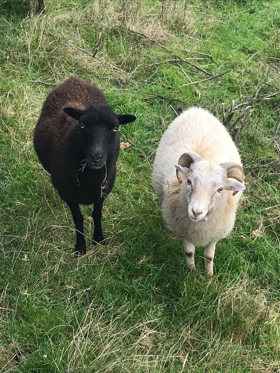Ouessantská ovce a ouessantský beránek