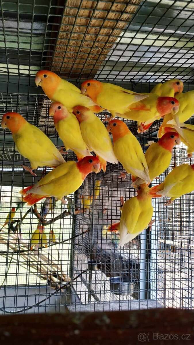 Agapornis ružovohrdly opalin