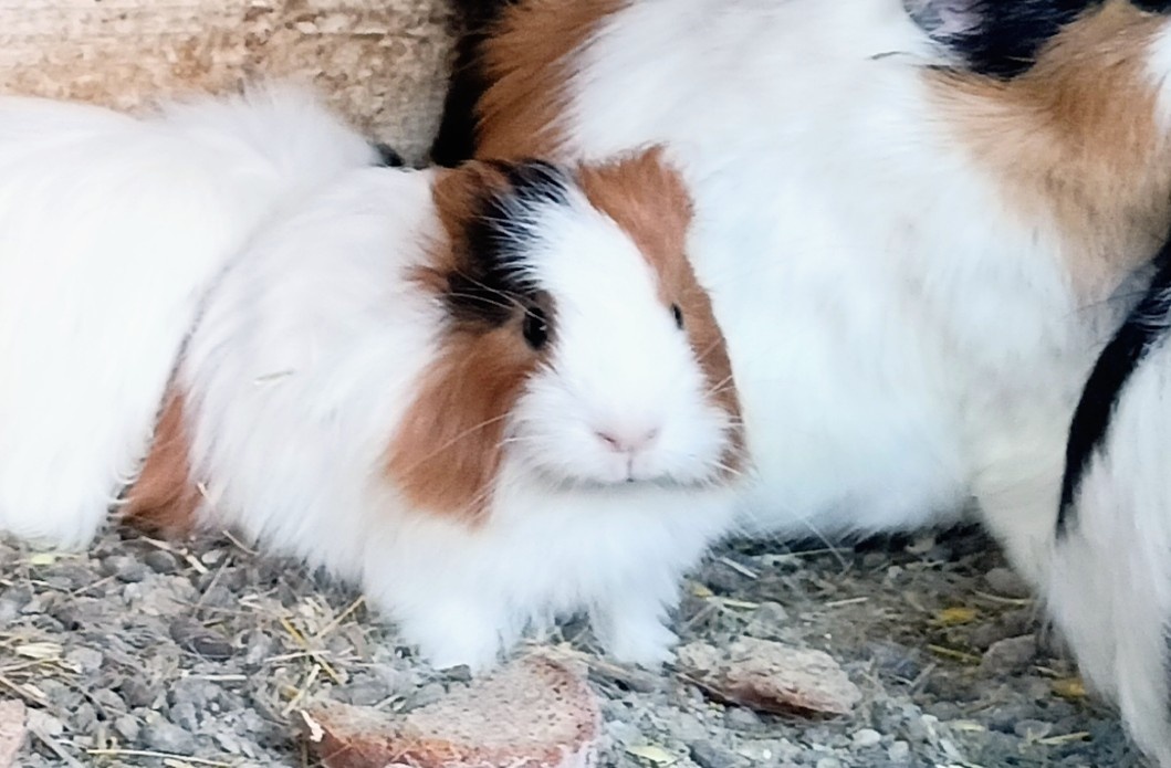 Daruji morčata
