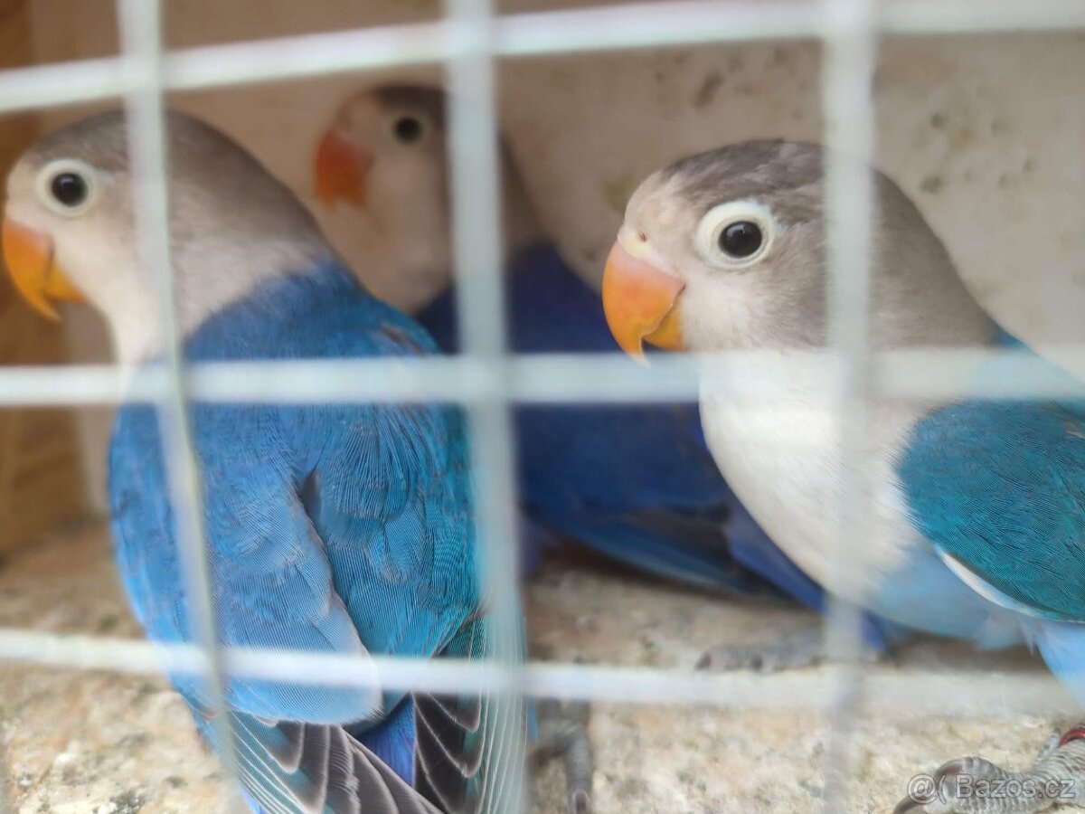 Agapornis