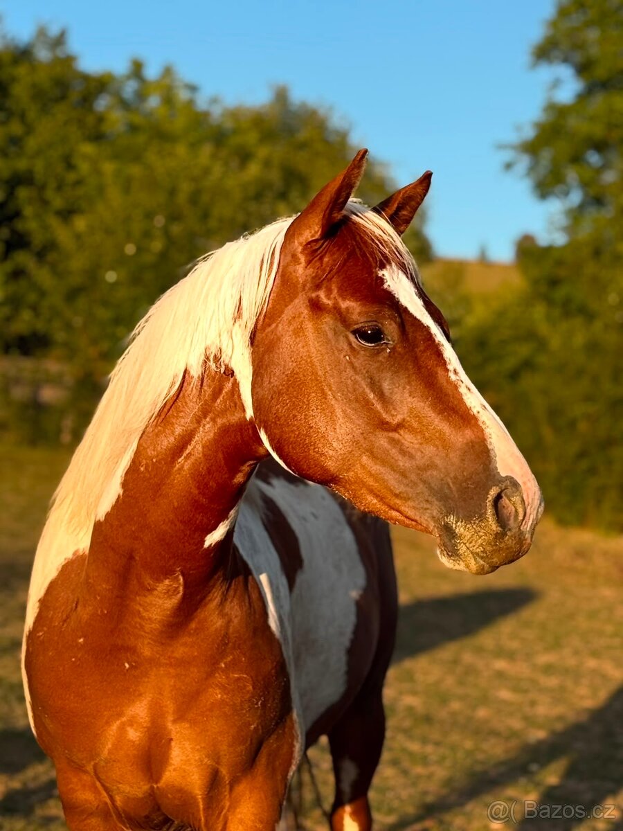 Klisna APH