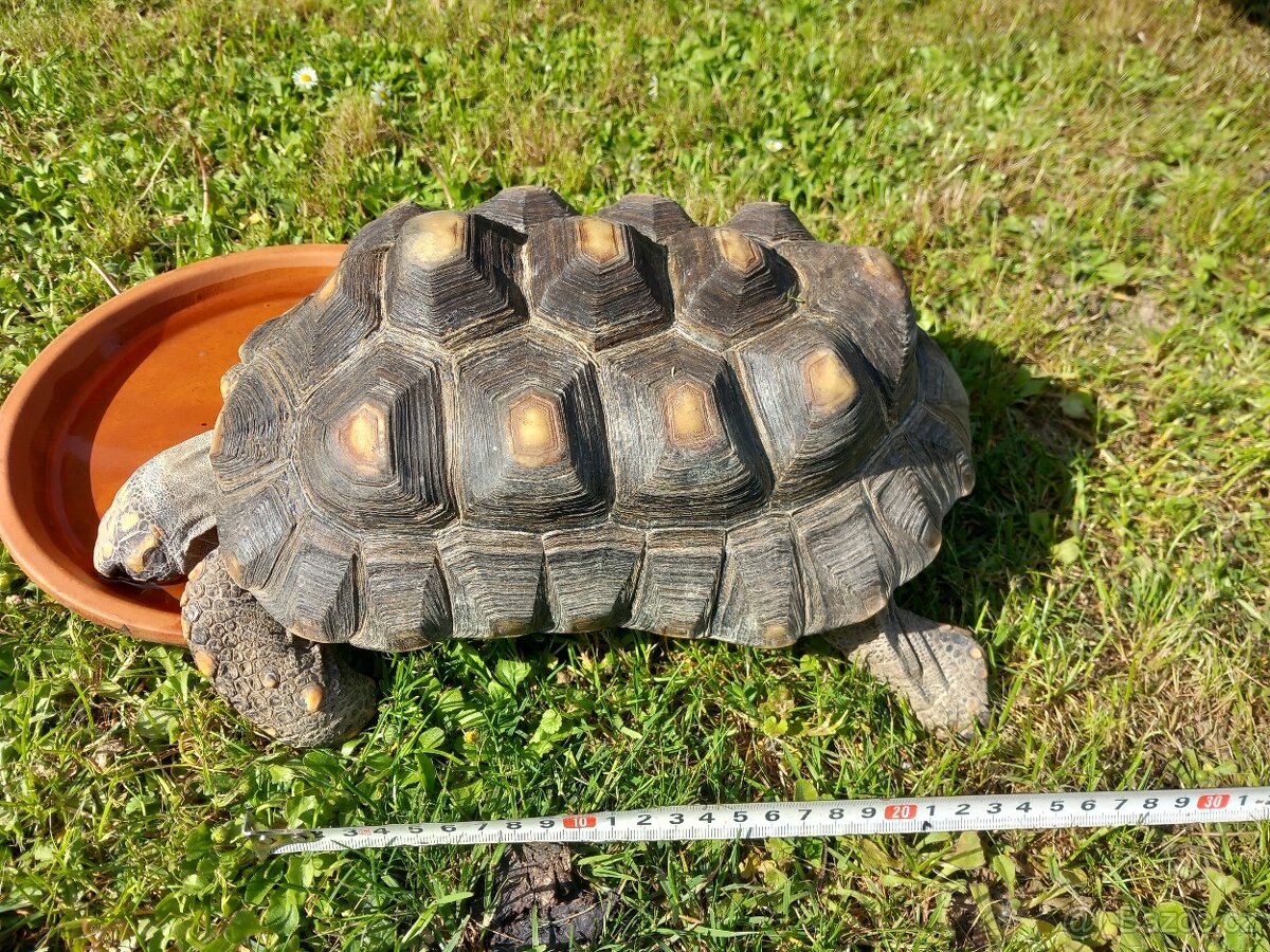 Želva Uhlířská