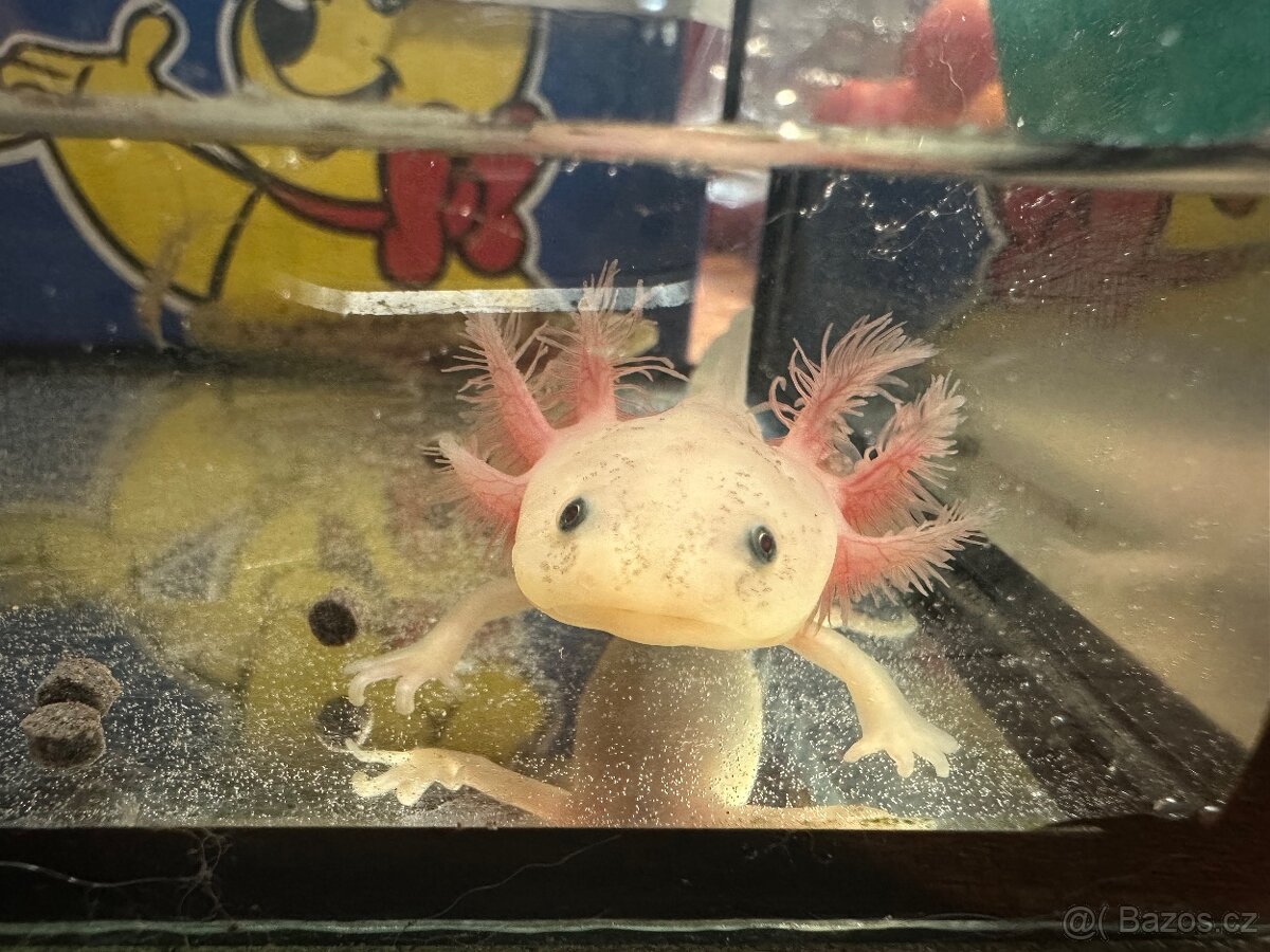 Axolotl mexický- vodní dráček