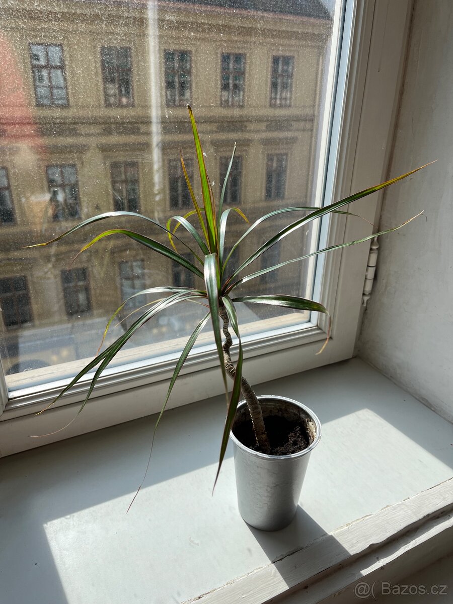 Dracena Marginata, sazenice
