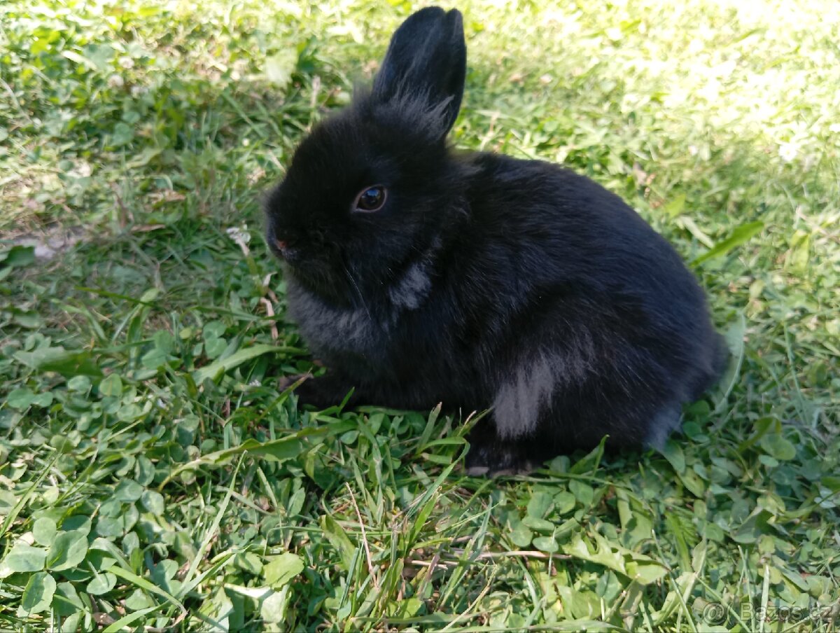 Králíček Lvíček Teddy
