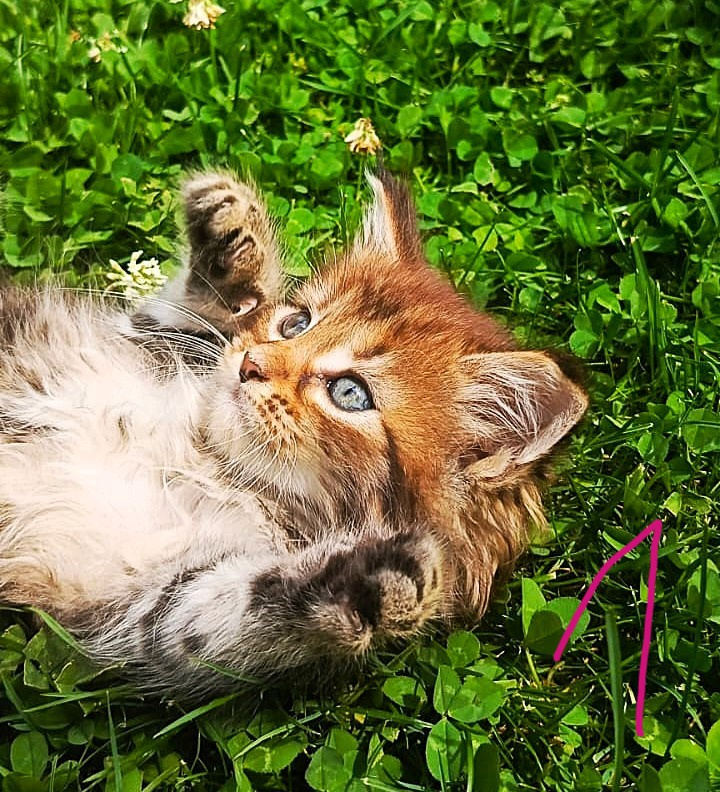 Mainská Myvalí, MCO, Maine Coon koťátka