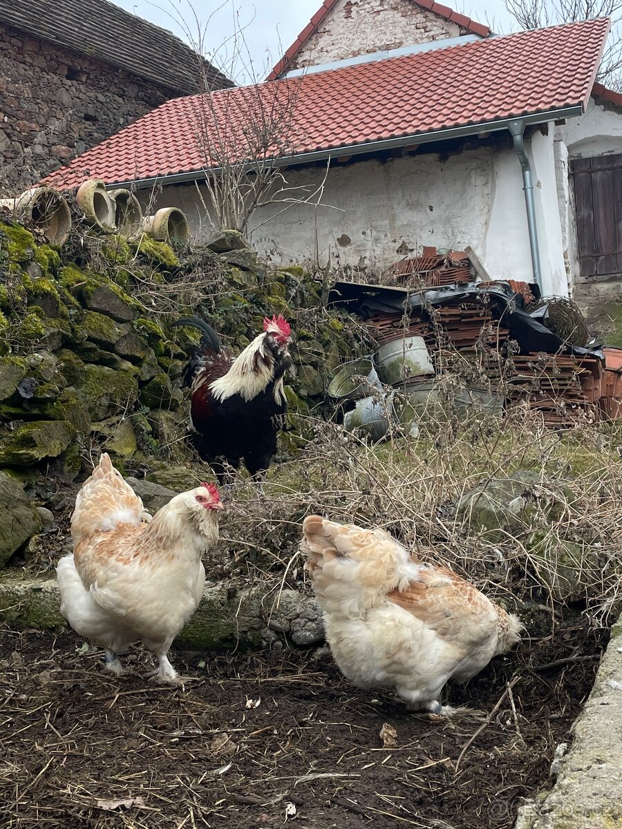 Násadová vejce Faverolky velké lososové