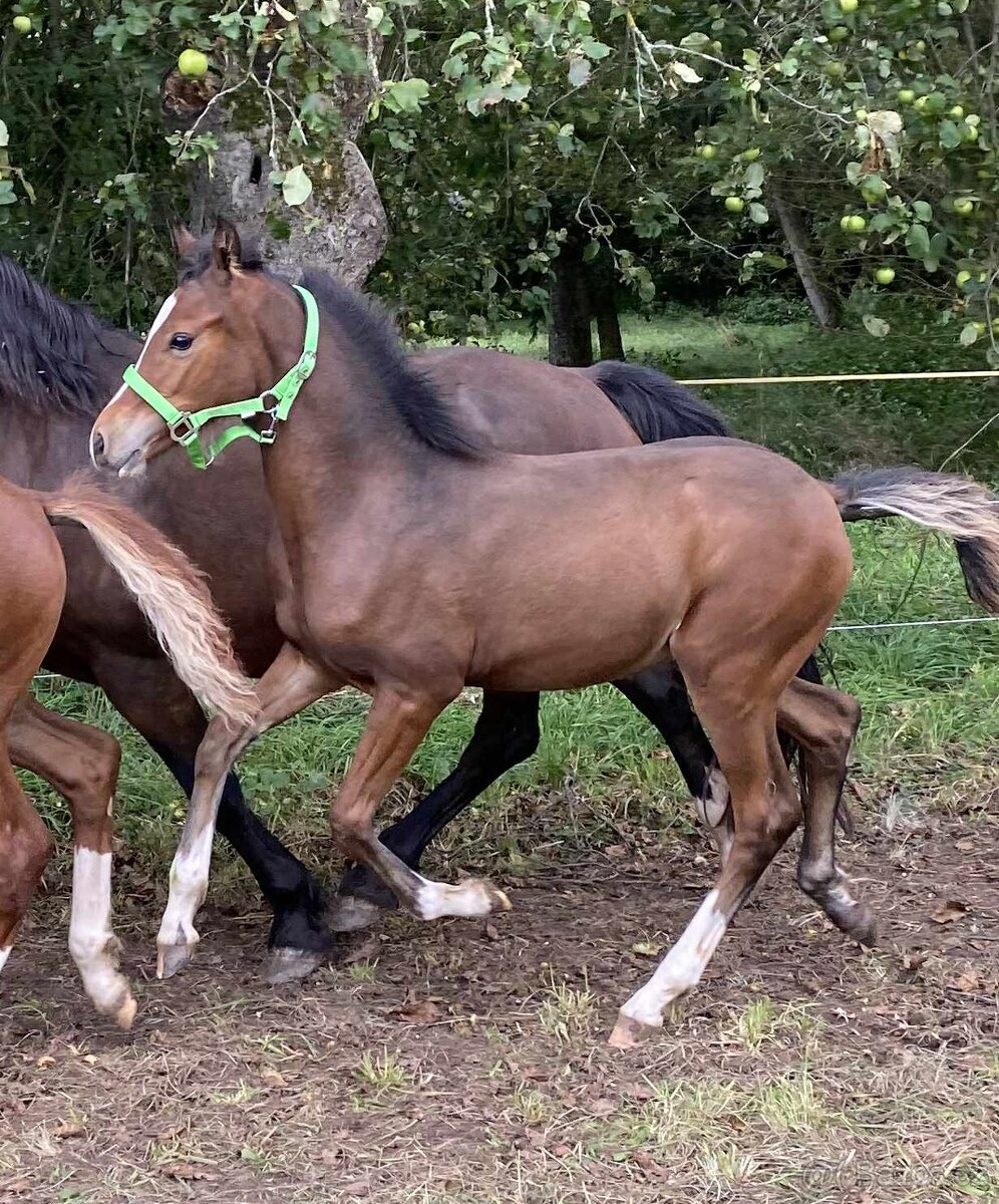 Hřebeček welsh part-bred