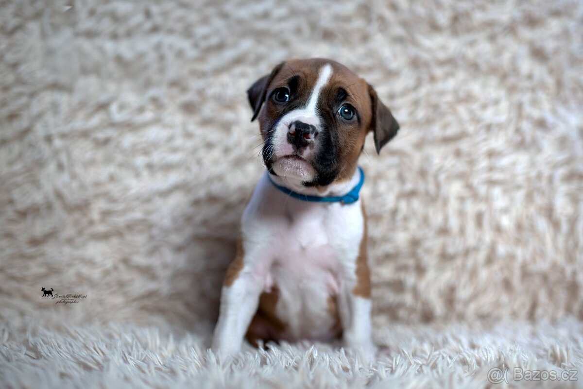 Americký stafordšírský teriér s PP