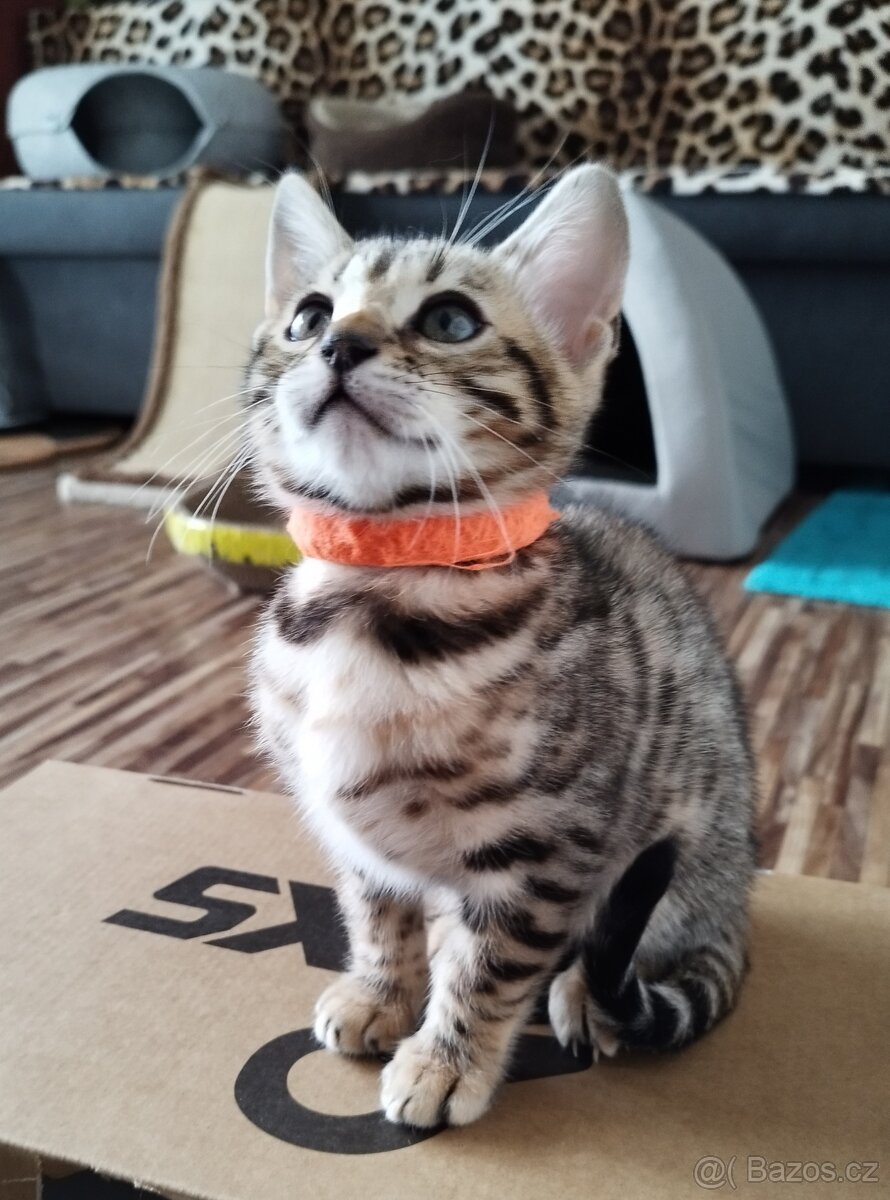 Bengálská kočka - koťátko