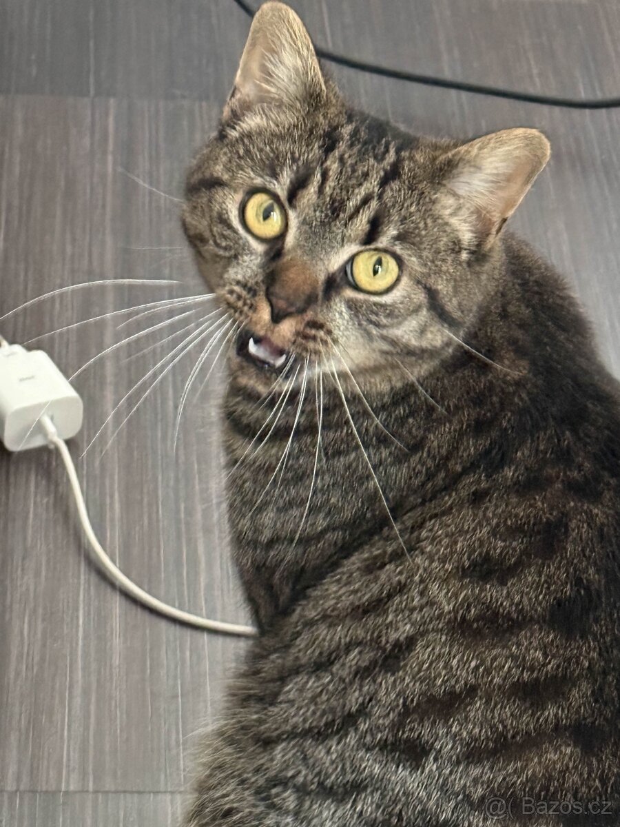 Daruji 2 roky starou kočičku, kastrovaná. + vybavení.