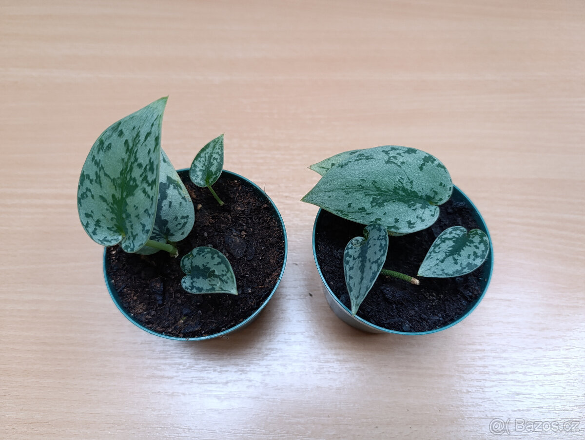 Scindapsus hederaceus "Silver Lady"