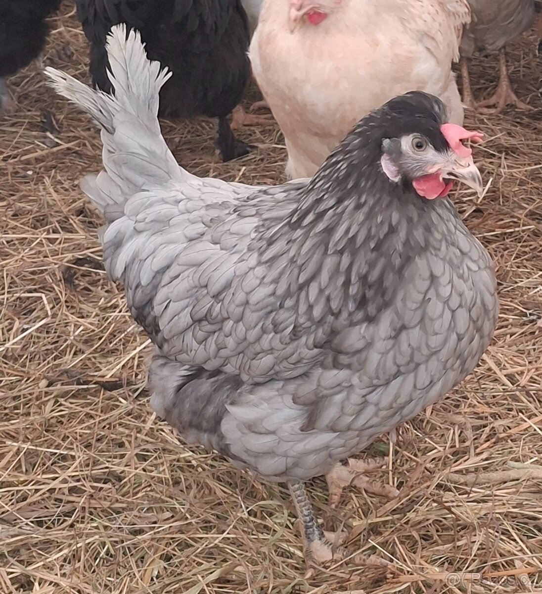 Kurice, slepice, nosnice