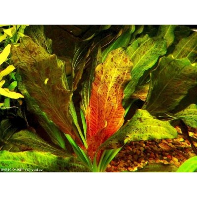 Echinodorus ocelot red