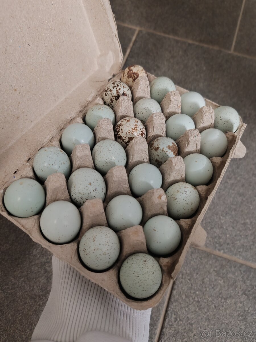 Celadon násadová vajíčka nosná