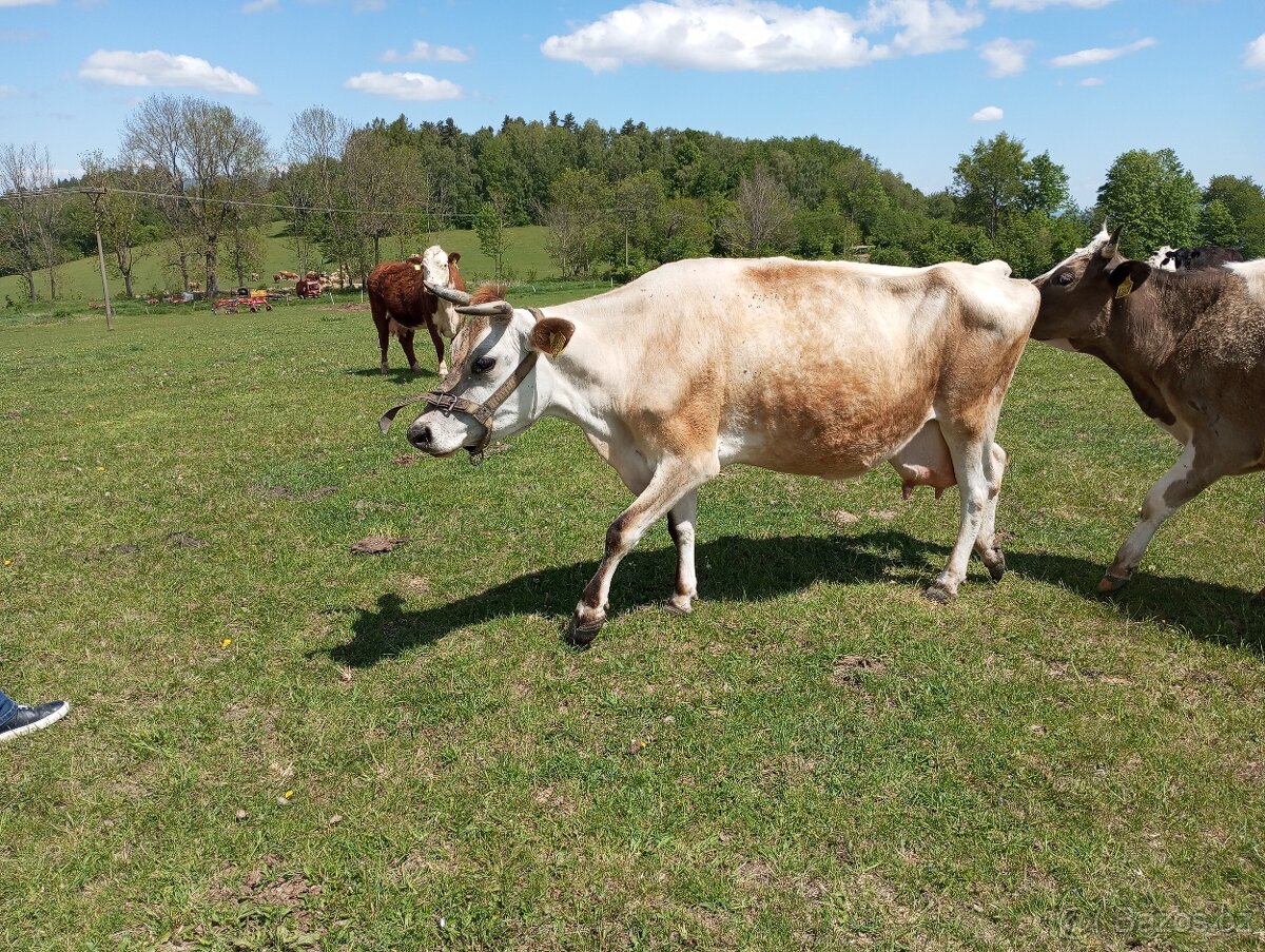 Dojná kráva Jersey, stáří 6 let