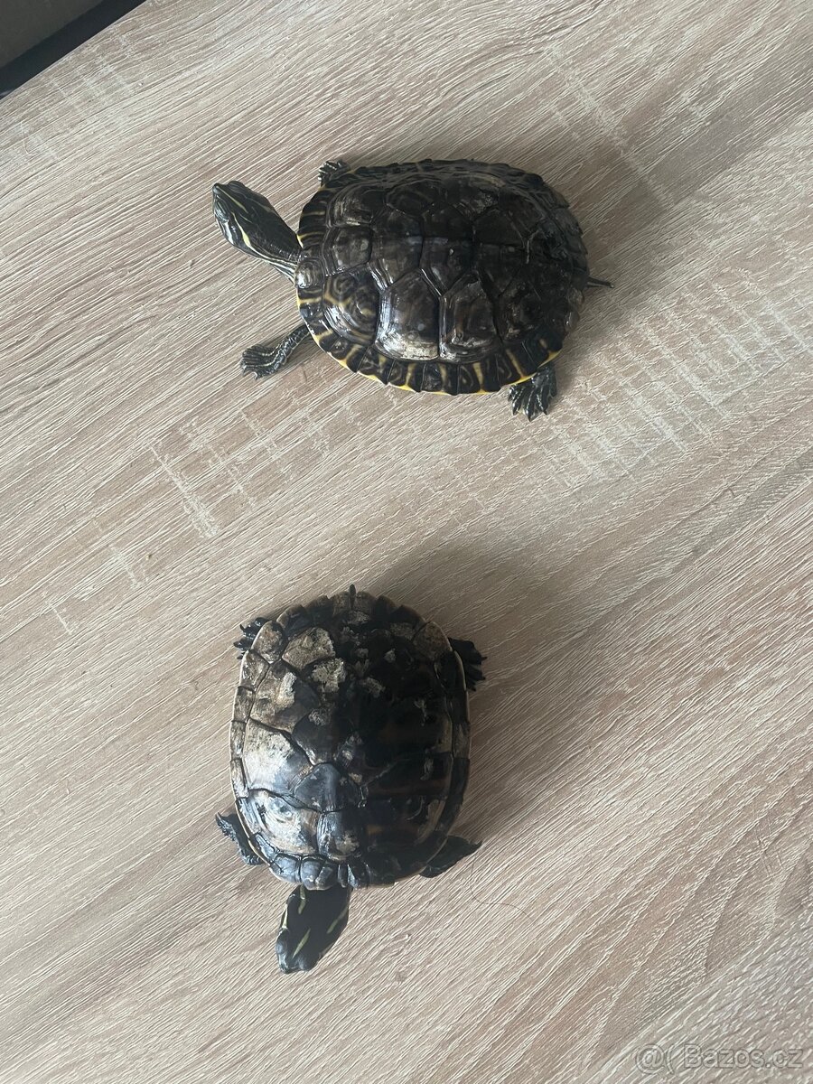 Vodní želvy
