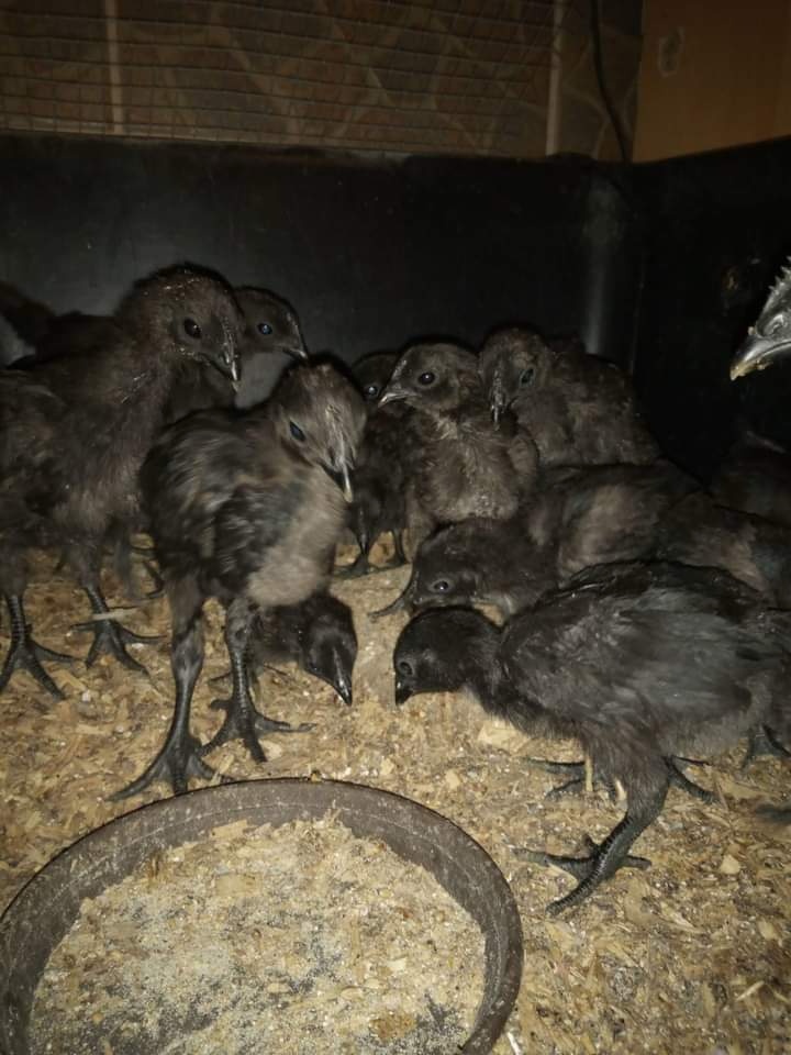 Ayam cemani
