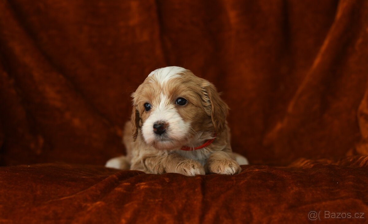 Maltipoo