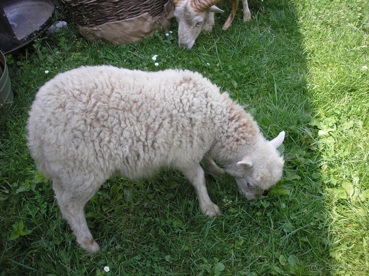 mini ovečka