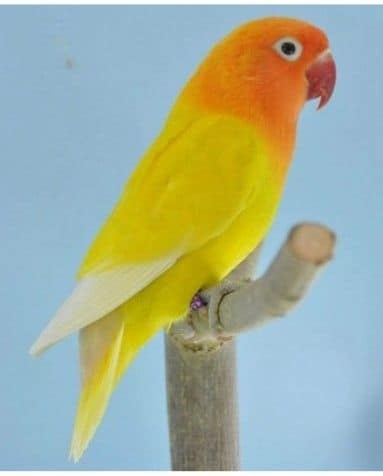 Agapornis fischery