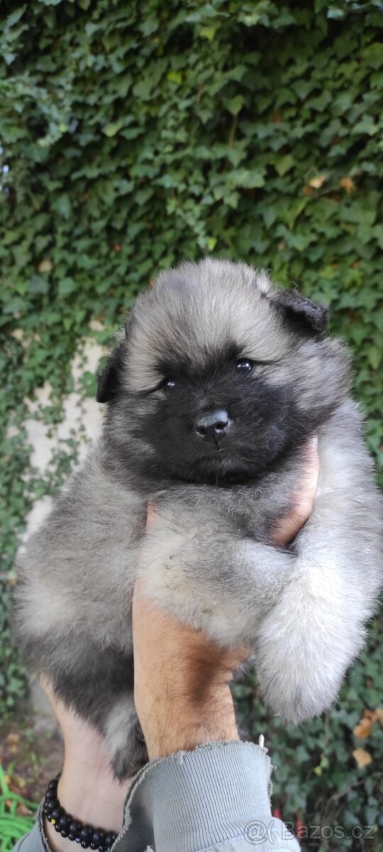 Německý vlčí špic (keeshond) - štěńátka s PP