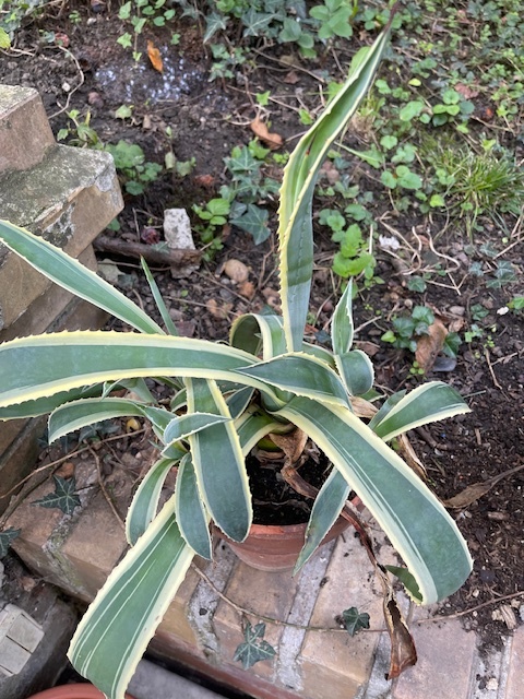 Agave americana-variegata