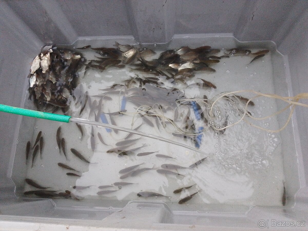 Nástražní rybičky