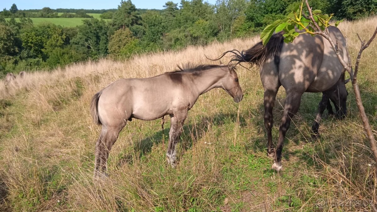 QH hřebeček grullo, homozygotní dun