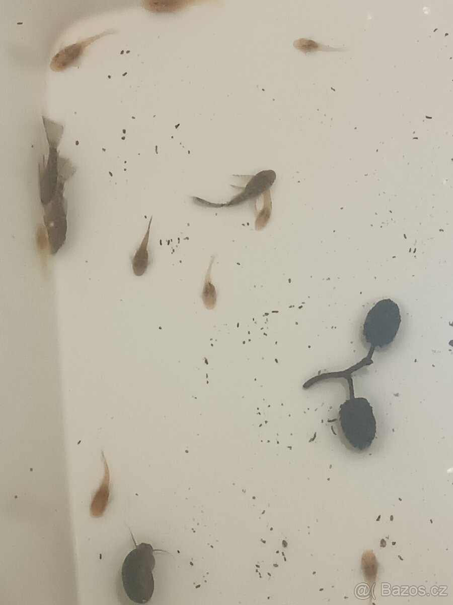Ancitrus long fin(závojnatý) a polozávojnatý