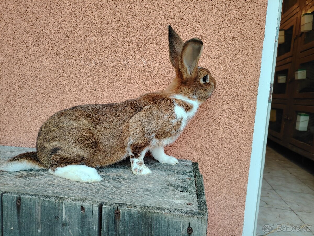 Samička a Samce