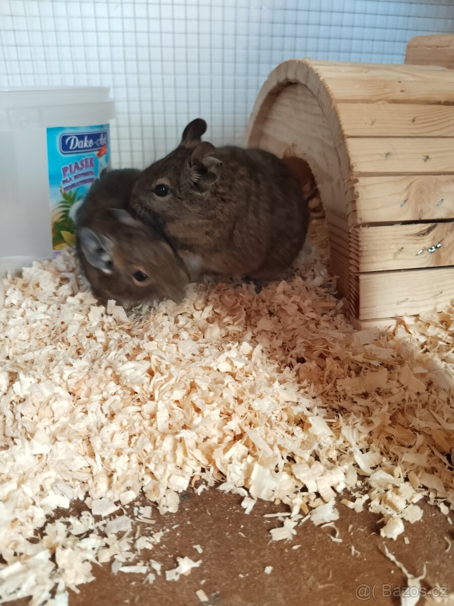 Osmák Degu